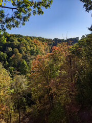 Vibrant forest valley in autumn with diverse tree colors beneath a bright blue sky. The foliage varies with hues of red, yellow, orange, and green, creating a stunning seasonal landscape with a creek.
