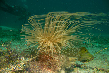 A beautiful tube or cylinder anemone with a scuba diver in the background. Pachycerianthus is a genus of marine tube-dwelling anemones in the family Cerianthidae