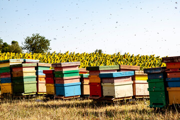 Apicoltura Arnie Alveari © Piergiorgio Greco