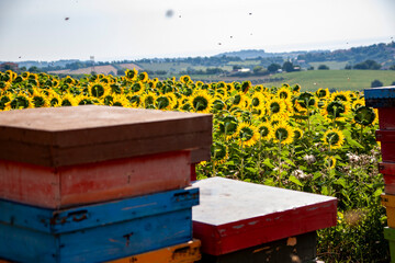 Apicoltura Arnie Alveari © Piergiorgio Greco