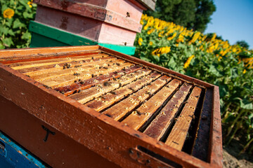 Apicoltura Arnie Alveari © Piergiorgio Greco