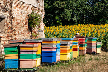 Apicoltura Arnie Alveari © Piergiorgio Greco