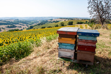 Apicoltura Arnie Alveari © Piergiorgio Greco
