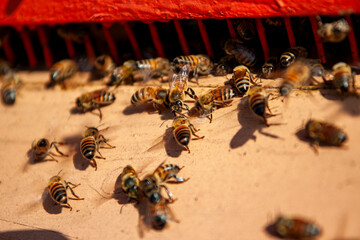 Apicoltura Arnie Alveari © Piergiorgio Greco