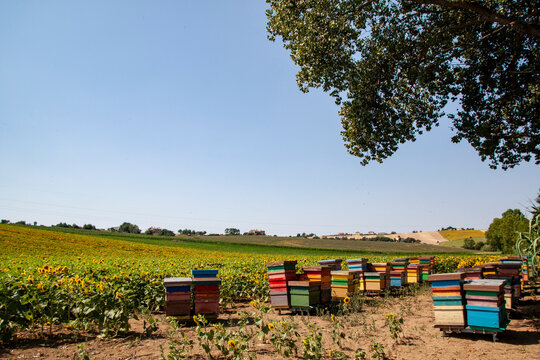 Apicoltura e girasoli