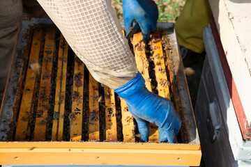 Apicoltura Arnie Alveari © Piergiorgio Greco