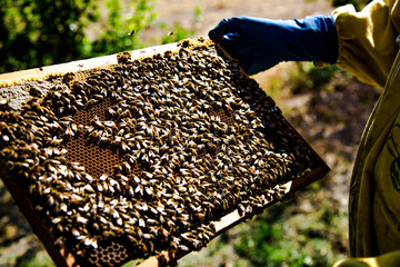 Apicoltura Arnie Alveari © Piergiorgio Greco