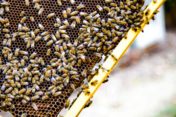 Apicoltura Arnie Alveari © Piergiorgio Greco