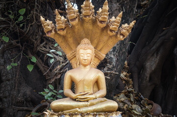 Obraz premium The Majestic Golden Buddha Statue Gracefully Surrounded by Lush Natures Beauty Vientiane, Laos