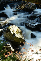 Obraz premium waterfall in the woods