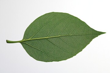 Obraz premium A Close Up Image of A Green Leaf on White