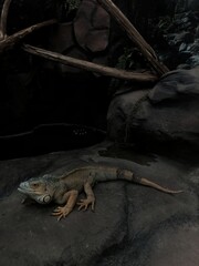A lizard camouflaged on a dark rock