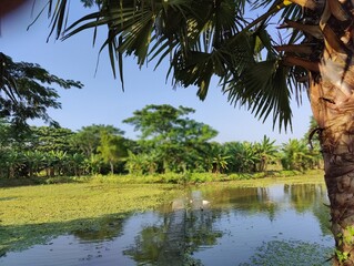 Pond and green nature. Pond and vegetable fiend. Small pond in eco nature in Bangladesh