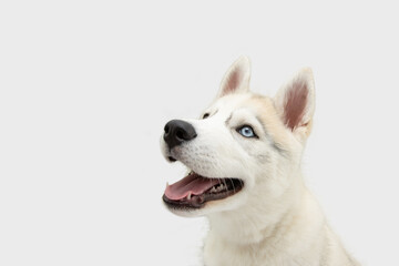 Portrait happy smiling siberian husky puppy dog looking away. Isolated on white background