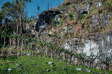 A rocky hillside with sparse vegetation and a row of young banana trees at the base.