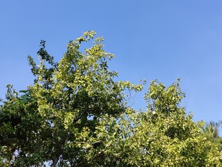 Tropical large green leaves, branches of deserted palm trees against the blue sky. Green leaves against blue sky, landscape of nature,
