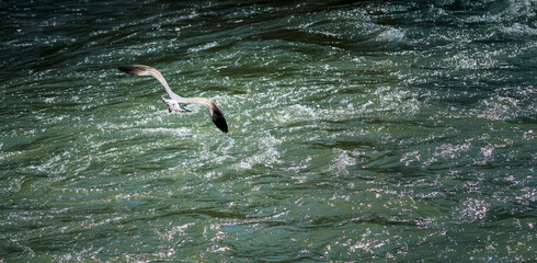 Seagull soaring above turbulent river waters near Tiber Island in Rome, Italy