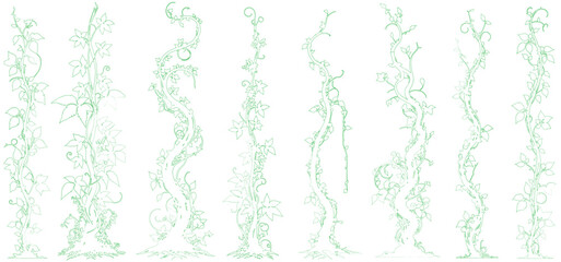 Green Jungle creeper outline. silhouettes Tropical forest lianas, rainforest hanging sprouts. Climbing liana vines flat set vector