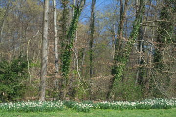 Obraz premium spring messengers(Daffodils or Narcissus) at forest edge,Germany