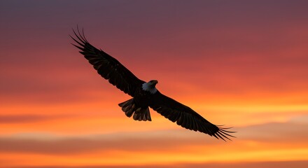 Bald Eagle Sunset Flight Silhouette.