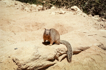 Rock Squirrel looks at the camera while perched on a log surrounded by sand