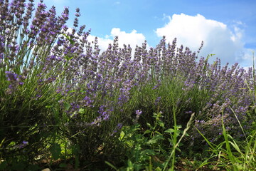 Wunderschönes Lavendelfeld unter einem klaren blauen Himmel. Die violetten Blüten sind dicht...