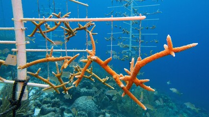 Coral nurserie -  environmental protection concept. Coral colony  fixed on sea bootom structure. Bonaire Caribbean Netherlands.