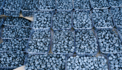 Background of ripe freshly picked blueberries, close-up. Blueberries are a nutritious, delicious food. Healthy organic eating concept. 