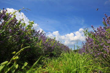 Wunderschönes Lavendelfeld unter einem klaren blauen Himmel. Die violetten Blüten sind dicht...