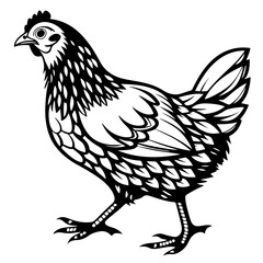 vector illustration of a chicken
