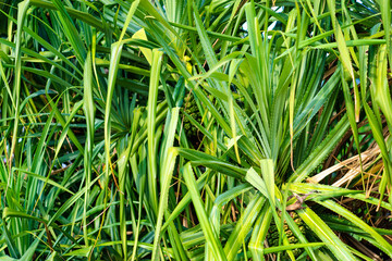 Lush Cluster of Green Tropical Foliage with Detailed Textures..