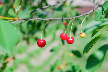 Ripe cherries on tree branch with green leaves. Copy space.