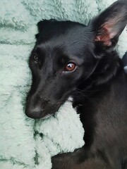 Black dog relaxing on soft green blanket in cozy indoor setting