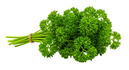 A bunch of fresh curly parsley tied with twine against a black background in a studio setting