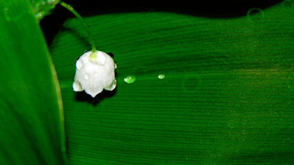 A delicate white flower, adorned with droplets of water, hangs gracefully against a rich green...