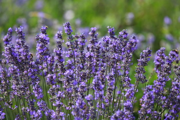 Nahaufnahme von blühendem Lavendel in einem üppigen Feld. Die Lavendelblüten sind in einem satten Violett gehalten und stehen dicht beieinander.