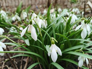 snowdrops in spring