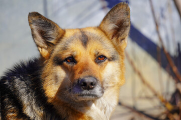 Close-up portrait of a German Shepherd mix dog in sunlight. The dog looks calmly into the camera, with warm amber eyes and expressive face. Natural outdoor lighting.