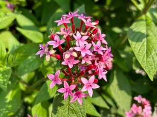 Pentas, also known as Egyptian Star Cluster, features vibrant pink and red star-shaped flowers that attract butterflies and bees. Thriving in gardens, it symbolizes positivity and growth.