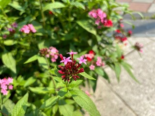 Pentas, also known as Egyptian Star Cluster, features vibrant pink and red star-shaped flowers that attract butterflies and bees. Thriving in gardens, it symbolizes positivity and growth.