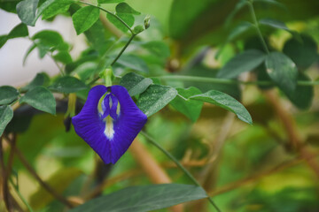 Purple Butterfly Pea Flowers in the Garden