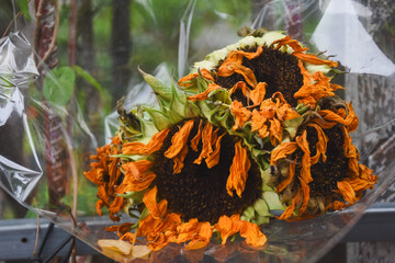 The withered sunflowers were discarded.