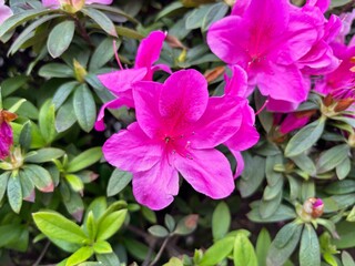 Azalea flowers bloom vibrantly in shades of pink, red, and white, symbolizing passion and abundance. Captured under natural sunlight, these blossoms thrive in gardens and landscapes.