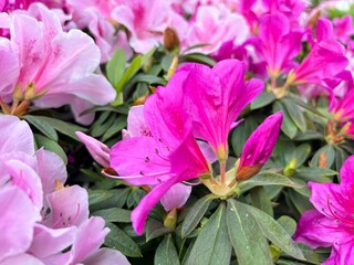Azalea flowers bloom vibrantly in shades of pink, red, and white, symbolizing passion and abundance. Captured under natural sunlight, these blossoms thrive in gardens and landscapes.