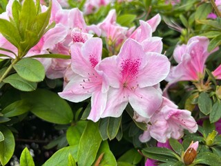 Azalea flowers bloom vibrantly in shades of pink, red, and white, symbolizing passion and abundance. Captured under natural sunlight, these blossoms thrive in gardens and landscapes.