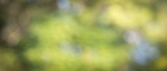 Abstract blur focus mint green Bokeh leaf spring nature light eco Blue foliage background concept cool summer texture, bio spring calm day, organic health in turquoise wallpaper, blurred park leaf.