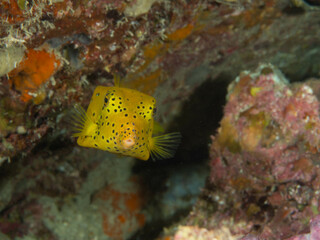 Yellow Boxfish Emerging from Rocks