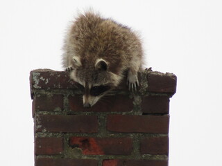 racoon on chimney