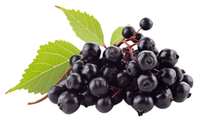 PNG Blueberry grapes fruit plant.