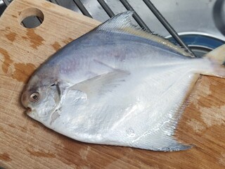 pampus argenteus, silver pomfrets. fresh white pomfret or silver pomfret fish. asian seafood....
